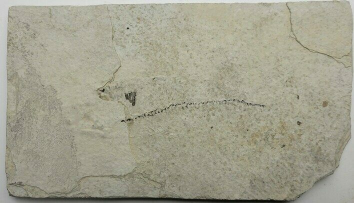 Unprepared Fossil Fish Plate - Fish Around - Long #230478